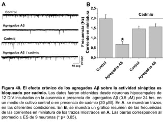 Figura 40.   El efecto crónico de los agregados Aβ sobre la actividad sináptica es bloqueado por cadmio.  Los datos fueron obtenidos desde neuronas hipocampales de 12 DIV incubadas en la ausencia o presencia de  agregados Aβ (0.5 µM) por 24 hrs, en un medio de cultivo control o en presencia de cadmio (20 µM). En  A , se muestran trazos en las diferentes condiciones. En  B , se muestra un gráfico resumen de las frecuencias de las corrientes en miniatura de los trazos mostrados en  A . Las barras corresponden al promedio    ES de 9 neuronas (* p< 0.05).  Control Agregados Aβ  Agregados Aβ  / cadmio Cadmio A B 200 pA 10 seg 