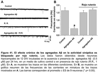 Figura 41.   El efecto crónico de los agregados Aβ en la actividad sináptica es bloqueado por rojo rutenio.  Los datos fueron obtenidos desde neuronas hipocampales de 12 DIV incubadas en la ausencia o presencia de  agregados Aβ  (0.5 µM) por 24 hrs, en un medio de cultivo control o en presencia de rojo rutenio (R.R., 1 µM). En  A , se muestran los trazos en las diferentes condiciones. En  B , se muestra un gráfico resumen de las frecuencias de las corrientes en miniatura de los trazos mostrados en  A . Las barras corresponden al promedio    ES de 9 neuronas (* p< 0.05).  Control R. R. Agregados Aβ  Agregados Aβ  / R.R. A B 200 pA 10 seg 
