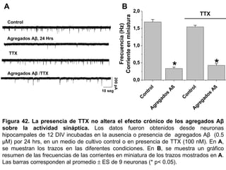 Control Agregados A β , 24 Hrs Agregados A β  / TTX TTX Figura 42.  La presencia de TTX no altera el efecto crónico de los agregados Aβ sobre la actividad sináptica.  Los datos fueron obtenidos desde neuronas hipocampales de 12 DIV incubadas en la ausencia o presencia de  agregados Aβ  (0.5 µM) por 24 hrs, en un medio de cultivo control o en presencia de TTX (100 nM). En  A , se muestran los trazos en las diferentes condiciones. En  B , se muestra un gráfico resumen de las frecuencias de las corrientes en miniatura de los trazos mostrados en  A . Las barras corresponden al promedio    ES de 9 neuronas (* p< 0.05).  A B 200 pA 10 seg 