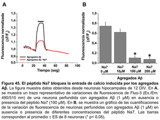 Figura 45.   El péptido Na7 bloquea la entrada de calcio inducida por los agregados A β .  La figura muestra datos obtenidos desde neuronas hipocampales de 12 DIV. En  A , se muestra un trazo representativo de variaciones de fluorescencia de Fluo-3 (Ex./Em: 490/510 nm) de una neurona perfundida con agregados Aβ (1  µM)  en ausencia o presencia del péptido Na7 (100  µM) . En  B , se muestra un gráfico de las cuantificaciones de la variación de fluorescencia de neuronas perfundidas con agregados Aβ (1  µM ) en ausencia o presencia de diferentes concentraciones del péptido Na7. Las barras corresponden al promedio    ES de 8 neuronas (* p< 0.05).  A B 