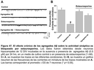 Figura 47.   El efecto crónico de los agregados Aβ sobre la actividad sináptica es bloqueado por estaurosporina.  Los datos fueron obtenidos desde neuronas hipocampales de 12 DIV incubadas en la ausencia o presencia de  agregados Aβ (0.5 µM) por 24 hrs, en un medio de cultivo control o en presencia de estaurosporina (1 nM). En  A , se muestran los trazos en las diferentes condiciones. En  B , se muestra un gráfico resumen de las frecuencias de las corrientes en miniatura de los trazos mostrados en  A . Las barras corresponden al promedio    ES de 7 neuronas (* p< 0.05).  Control Estaurosporina Agregados Aβ  Agregados Aβ  /  Estaurosporina A B 200 pA 10 seg 