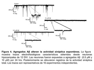 Figura 4.   Agregados Aβ alteran la actividad sináptica espontánea.  La figura  muestra trazos electrofisiológicos característicos obtenidos desde neuronas hipocampales de 12 DIV. Las neuronas fueron expuestas a agregados Aβ  (0.5 μM y 10 μM) por 24 hrs. Posteriormente se obtuvieron registros de la actividad sináptica total. Los trazos son representativos de 16 experimentos independientes. 0.5  µ M A β 0.5  µ M A β 10  seg 200  pA 10  seg 200  pA 10  seg 200  pA 100  pA 500  mseg 100  pA 500  mseg 100  pA 500  mseg 10  seg 200  pA 10  seg 200  pA 10  seg 200  pA 100  pA 500  mseg 100  pA 500  mseg 100  pA 500  mseg 10  µ M A β µ M A β 10  seg 200  pA Control 100  pA 500  mseg 10  seg 200  pA 10  seg 200  pA Control 100  pA 500  mseg 100  pA 500  mseg 