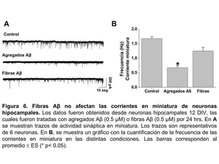 Control Agregados Aβ  Fibras Aβ  Figura 6.   Fibras Aβ no afectan las corrientes en miniatura de neuronas hipocampales.  Los datos fueron obtenidos desde neuronas hipocampales 12 DIV, las cuales fueron tratadas con agregados A β   (0.5  µM)  o fibras A β  (0.5  µM) por 24 hrs. En  A  se muestran  trazos de actividad sináptica en miniatura.  Los trazos son representativos de 6 neuronas.  En  B , se muestra un gráfico con la cuantificación de la frecuencia de las corrientes en miniatura en las distintas condiciones. Las barras corresponden al promedio    ES (* p< 0.05). A B 1 2 3 200 pA 10 seg 