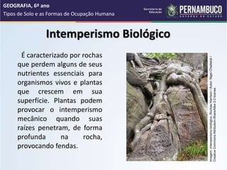 Intemperismo Biológico
É caracterizado por rochas
que perdem alguns de seus
nutrientes essenciais para
organismos vivos e plantas
que crescem em sua
superfície. Plantas podem
provocar o intemperismo
mecânico quando suas
raízes penetram, de forma
profunda na rocha,
provocando fendas.
GEOGRAFIA, 6º ano
Tipos de Solo e as Formas de Ocupação Humana
Imagem:
Intemperismo
biológico,
Rochas
Harrison
/
Autor:
Nigel
Chadwick
/
Creative
Commons
Attribution-ShareAlike
2.0
license.
 