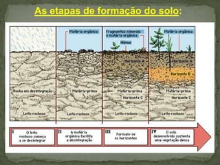 As etapas de formação do solo:

 