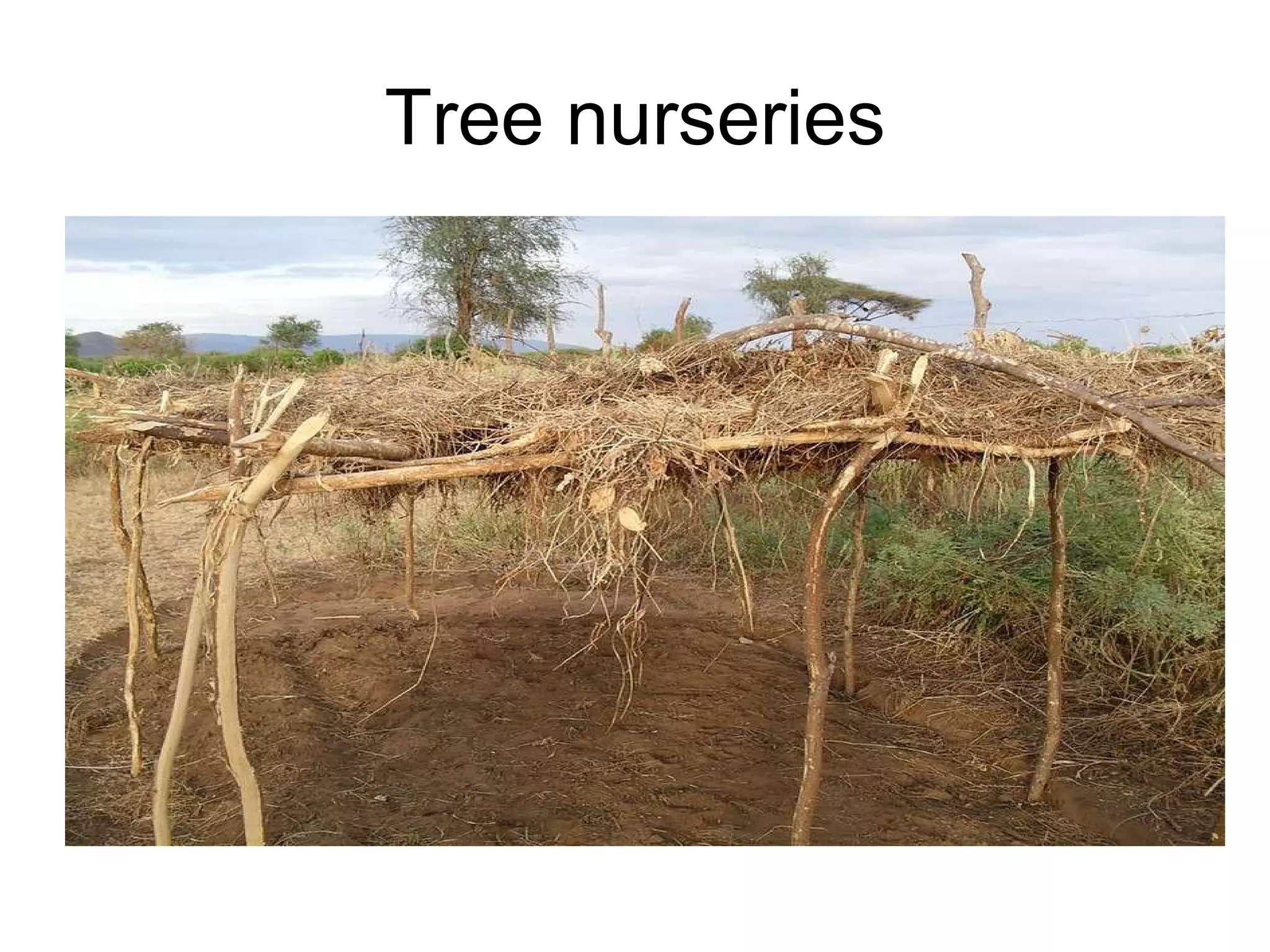 Tree nurseries 
