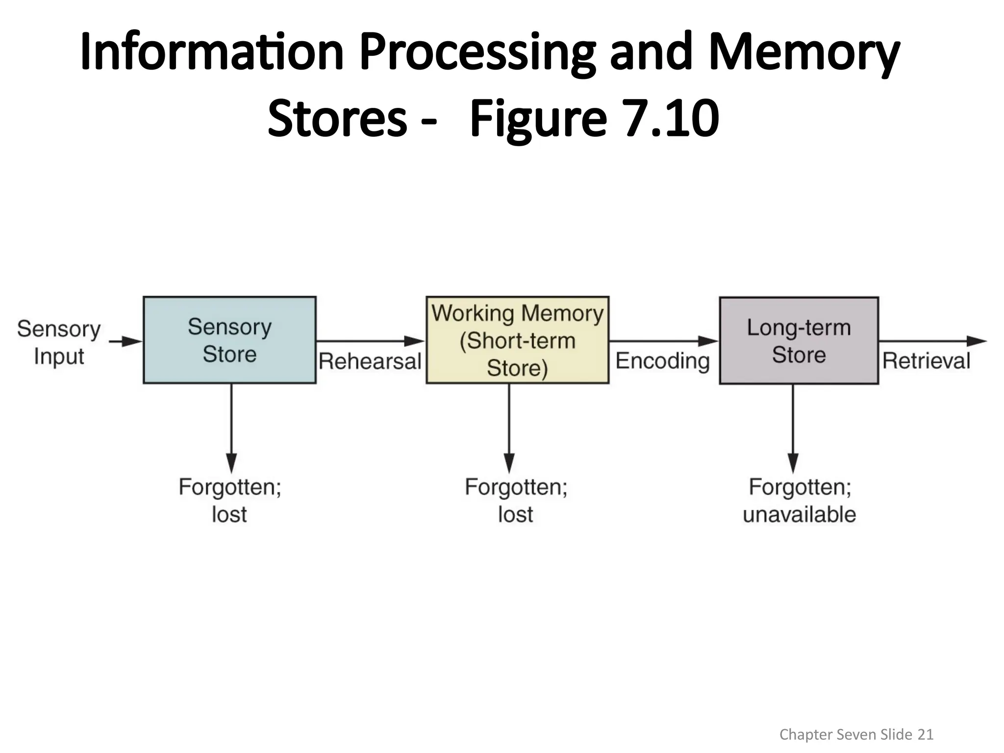 Information Processing and Memory
Stores - Figure 7.10
Chapter Seven Slide 21
 