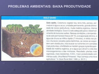 PROBLEMAS AMBIENTAIS: BAIXA PRODUTIVIDADE 