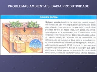 PROBLEMAS AMBIENTAIS: BAIXA PRODUTIVIDADE 