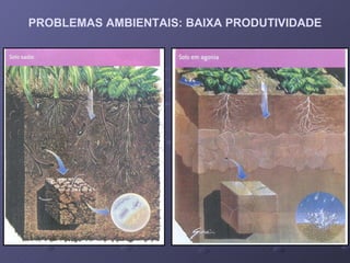PROBLEMAS AMBIENTAIS: BAIXA PRODUTIVIDADE 
