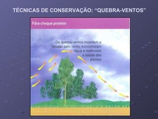 TÉCNICAS DE CONSERVAÇÃO: “QUEBRA-VENTOS” 