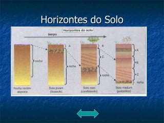 Horizontes do Solo 