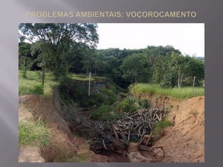  Hidromórfico - local alagado; fértil, quando drenado; espessura média.