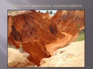  Salino ou halomórfico - local árido ou semiárido; baixa fertilidade; espessura média.