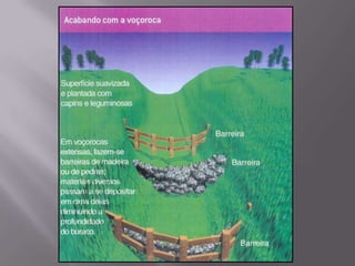  Grumossolo - topografia plana; argiloso; boa fertilidade; espessura média. Azonais,que se referem àqueles solos cujas características não se apresentam bem desenvolvidas. São geralmente recentes e desprovidos do horizonte B. Podem apresentar-se sem os horizontes B e C (caso dos litossolos). Veja exemplos e características dos solos azonais: