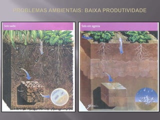  Aluvial – desenvolve-se sobre sedimentos fluviais; raso.