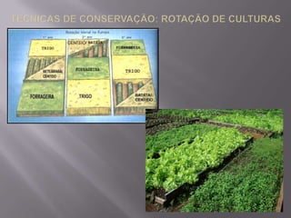 OUTROS PROBLEMAS AMBIENTAIS: COMPACTAÇÃO