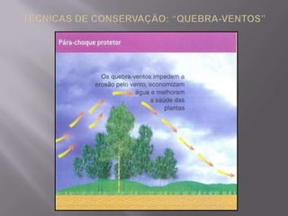 ÁREA DESERTIFICADA NO SERTÃO NORDESTINOÁREA DESERTIZADA NO AO SUL DO DESERTO DO SAARA(SAHEL)