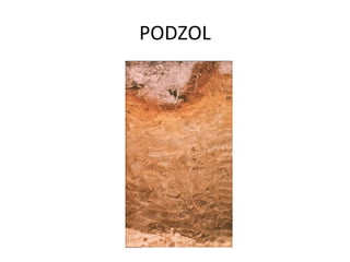 PODZOL 