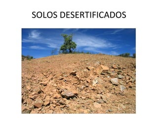SOLOS DESERTIFICADOS 