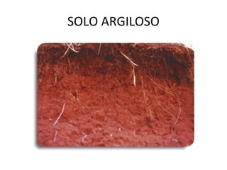 SOLO ARGILOSO 