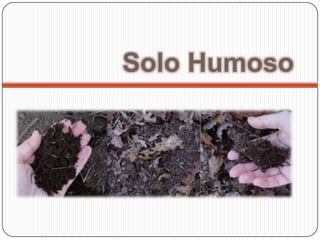 Solo Humoso
 