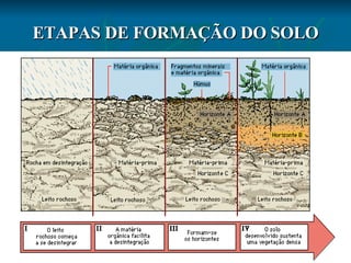 ETAPAS DE FORMAÇÃO DO SOLO 