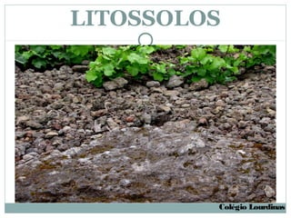 LITOSSOLOS




         Colégio Lourdinas
 