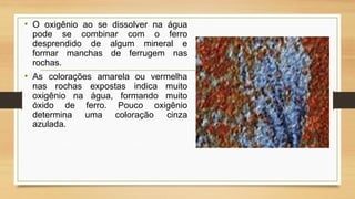 • O oxigênio ao se dissolver na água
pode se combinar com o ferro
desprendido de algum mineral e
formar manchas de ferrugem nas
rochas.

• As colorações amarela ou vermelha
nas rochas expostas indica muito
oxigênio na água, formando muito
óxido de ferro. Pouco oxigênio
determina uma coloração cinza
azulada.

 