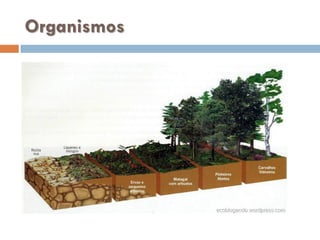 Organismos

 