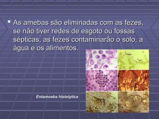  As amebas são eliminadas com as fezes,
 se não tiver redes de esgoto ou fossas
 sépticas, as fezes contaminarão o solo, a
 água e os alimentos.




        Entamoeba histolytica
 