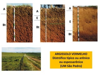 A                     A
     A

     E
                      E
Bt
     Bt

                      Bt




           ARGISSOLO VERMELHO
          Distrófico típico ou arênico
               ou espessarênico
                (UM São Pedro)
 