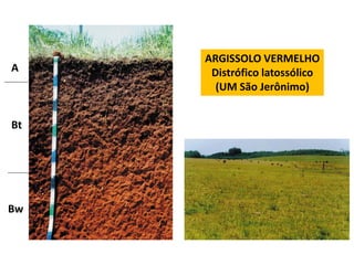 ARGISSOLO VERMELHO
A     Distrófico latossólico
       (UM São Jerônimo)


Bt




Bw
 