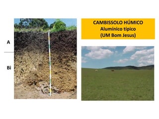 CAMBISSOLO HÚMICO
       Alumínico típico
       (UM Bom Jesus)
A



Bi
 