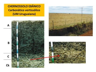 CHERNOSSOLO EBÂNICO
 Carbonático vertissólico
    (UM Uruguaiana)


A




B



C

Ck
 
