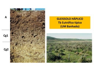 A
      GLEISSOLO HÁPLICO
       Tb Eutrófico típico
        (UM Banhado)

Cg1



Cg2
 