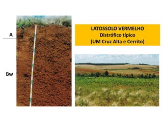 LATOSSOLO VERMELHO
A       Distrófico típico
     (UM Cruz Alta e Cerrito)




Bw
 
