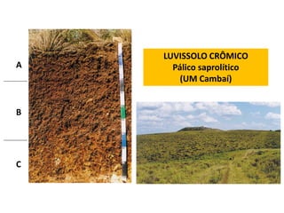LUVISSOLO CRÔMICO
A     Pálico saprolítico
        (UM Cambaí)


B




C
 