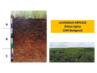 LUVISSOLO HÁPLICO
A
       Órtico típico
      (UM Bexigoso)

B




C
 