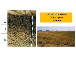 LUVISSOLO HÁPLICO
       Órtico típico
         UM Piraí
A

B



C
 