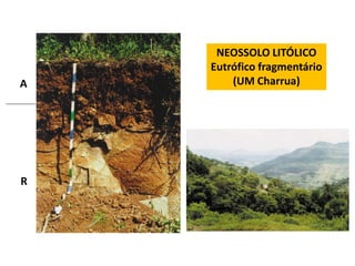 NEOSSOLO LITÓLICO
    Eutrófico fragmentário
A       (UM Charrua)




R
 