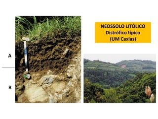 NEOSSOLO LITÓLICO
      Distrófico típico
        (UM Caxias)


A




R
 