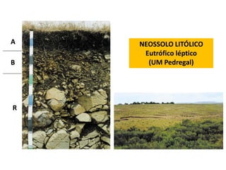 A   NEOSSOLO LITÓLICO
     Eutrófico léptico
B     (UM Pedregal)




R
 