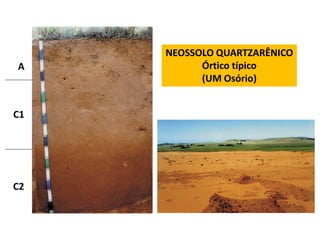 NEOSSOLO QUARTZARÊNICO
A          Órtico típico
           (UM Osório)


C1




C2
 
