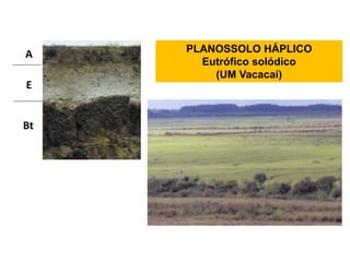 A    PLANOSSOLO HÁPLICO
       Eutrófico solódico
         (UM Vacacaí)
E


Bt
 