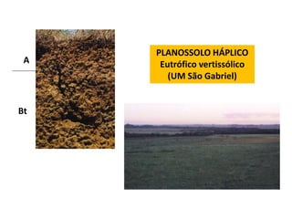 PLANOSSOLO HÁPLICO
 A    Eutrófico vertissólico
        (UM São Gabriel)


Bt
 
