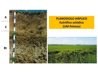 A    PLANOSSOLO HÁPLICO
       Eutrófico solódico
E        (UM Pelotas)




Bt
 