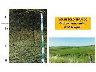 A
     VERTISSOLO EBÂNICO
      Órtico chernossólico
Bv        (UM Aceguá)




C



R
 