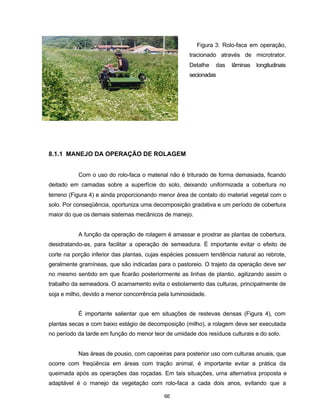 66
Figura 3: Rolo-faca em operação,
tracionado através de microtrator.
Detalhe das lâminas longitudinais
secionadas
8.1.1 MANEJO DA OPERAÇÃO DE ROLAGEM
Com o uso do rolo-faca o material não é triturado de forma demasiada, ficando
deitado em camadas sobre a superfície do solo, deixando uniformizada a cobertura no
terreno (Figura 4) e ainda proporcionando menor área de contato do material vegetal com o
solo. Por conseqüência, oportuniza uma decomposição gradativa e um período de cobertura
maior do que os demais sistemas mecânicos de manejo.
A função da operação de rolagem é amassar e prostrar as plantas de cobertura,
desidratando-as, para facilitar a operação de semeadura. É importante evitar o efeito de
corte na porção inferior das plantas, cujas espécies possuem tendência natural ao rebrote,
geralmente gramíneas, que são indicadas para o pastoreio. O trajeto da operação deve ser
no mesmo sentido em que ficarão posteriormente as linhas de plantio, agilizando assim o
trabalho da semeadora. O acamamento evita o estiolamento das culturas, principalmente de
soja e milho, devido a menor concorrência pela luminosidade.
É importante salientar que em situações de restevas densas (Figura 4), com
plantas secas e com baixo estágio de decomposição (milho), a rolagem deve ser executada
no período da tarde em função do menor teor de umidade dos resíduos culturais e do solo.
Nas áreas de pousio, com capoeiras para posterior uso com culturas anuais, que
ocorre com freqüência em áreas com tração animal, é importante evitar a prática da
queimada após as operações das roçadas. Em tais situações, uma alternativa proposta e
adaptável é o manejo da vegetação com rolo-faca a cada dois anos, evitando que a
 