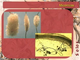 Micorrizas